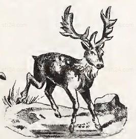 ANIMAL_0143
